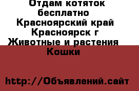 Отдам котяток бесплатно - Красноярский край, Красноярск г. Животные и растения » Кошки   